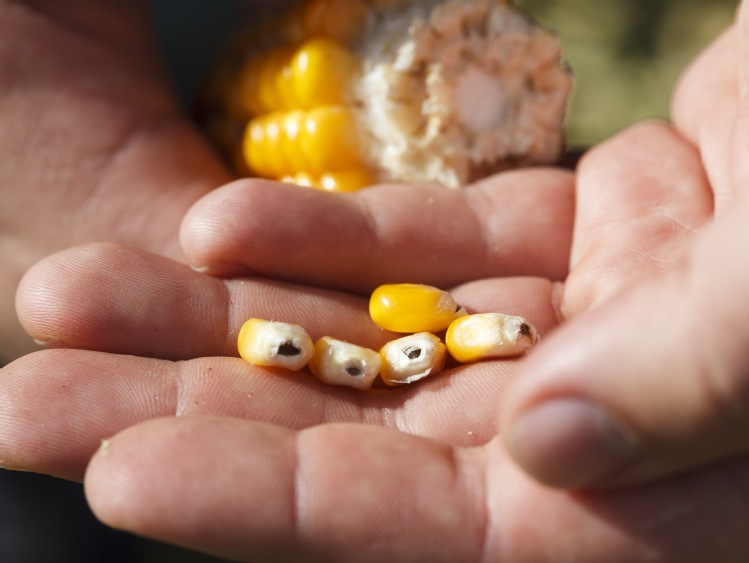 Kukurydza – zabezpieczenie materiału siewnego
